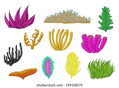 coral set hand draw