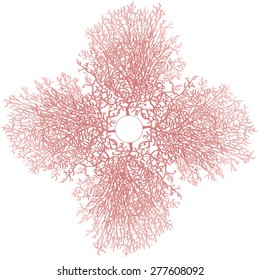 Coral silhouettes on the white background