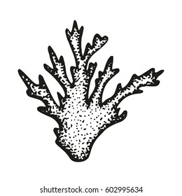 Coral sketch