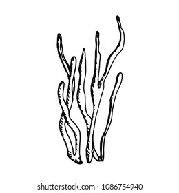 coral sketch isolated. manual pattern plant.