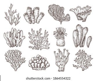 Coral sketch. Natural corals sketching, black engraving ocean reef flora. Seaweed branch, underwater life exact vector collection. Illustration underwater aquarium coral, engraving nature wildlife