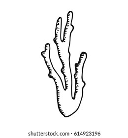 Coral sketch vector