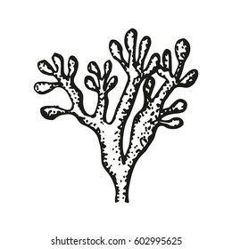Coral sketch vector illustration isolated