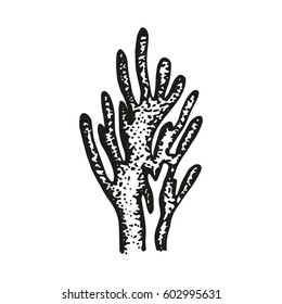 Coral sketch vector isolated