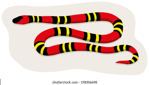 Coral Snake 