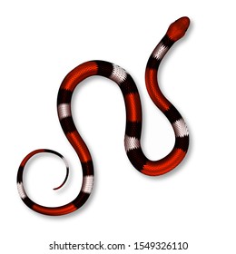 Coral Snake, Poisonous And Danger Mammal Vector Top View. Coiled Wild Black, White And Red Skin Snake. Crawling Dangerous Venomous Viper. Deadly Tropical Serpent Realistic 3d Illustration