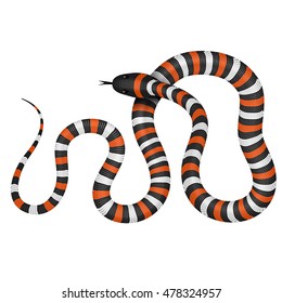 Coral snake vector illustration isolated on white. Tropical serpent EPS image