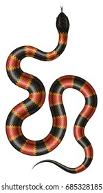 Coral snake vector illustration. Isolated tropical serpent on white background