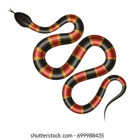 Coral snake vector illustration. Isolated tropical snake on white background.