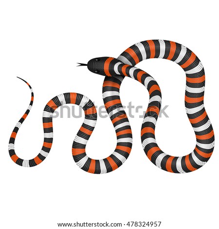 Coral snake vector illustration isolated on white. Tropical serpent EPS image