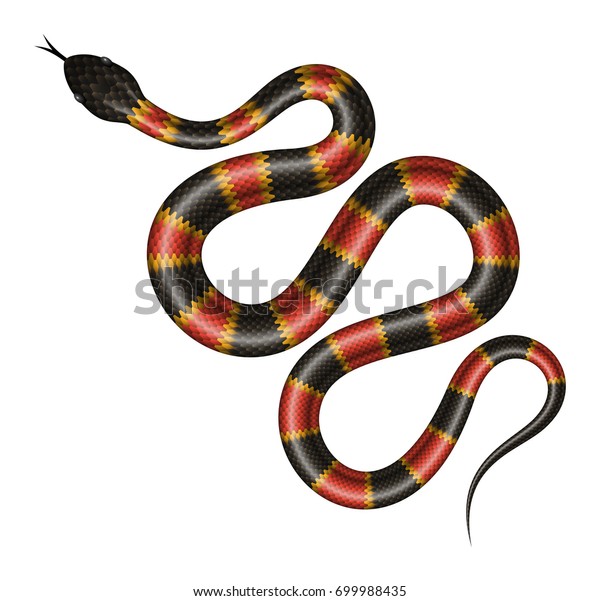 サンゴのヘビのベクターイラスト 白い背景に熱帯のヘビ のベクター画像素材 ロイヤリティフリー