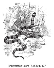 Coral Snake is a venomous snake with thick red yellow and black bands, vintage line drawing or engraving illustration.