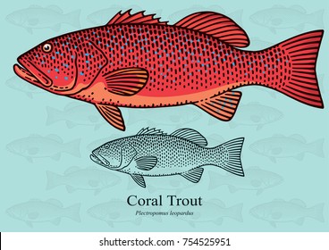 Coral Trout. Vector illustration with refined details and optimized stroke that allows the image to be used in small sizes (in packaging design, decoration, educational graphics, etc.)