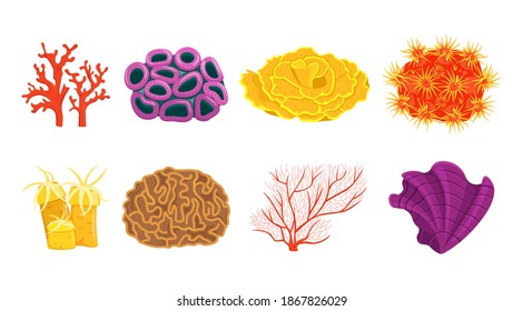 Coral types set. Underwater life. Corals colonies. Tropical waters fauna. Editable collection in bright colours. Vector illustration in a flat cartoon style isoated on a white background