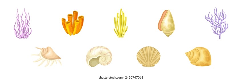 Coral Underwater Flora and Sea Shell and Conch Vector Set
