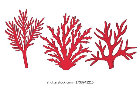 Coral. Underwater hand drawn sea, ocean plants, coral elements, algae. Vector illustration. 