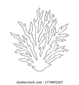 Coral. Underwater hand drawn sea, ocean plants, coral elements, algae. Vector illustration. 