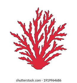 Coral. Underwater hand drawn sea, ocean plants, coral elements, algae. Vector illustration. 