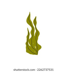 Coral. Underwater plant. Vector illustration in scandinavian style. Seaweed.