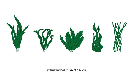 Coral. Underwater plant. Vector illustration in scandinavian style. Seaweed.