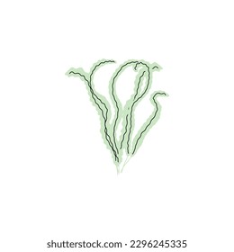 Coral. Underwater plant. Vector illustration in scandinavian style. Seaweed.