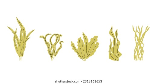 Coral. Underwater plant. Vector illustration in scandinavian style. Seaweed.