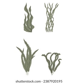 Coral. Underwater plant. Vector illustration in scandinavian style. Seaweed.