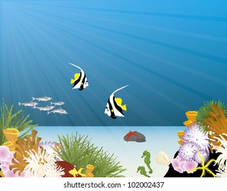 coral underwater scene