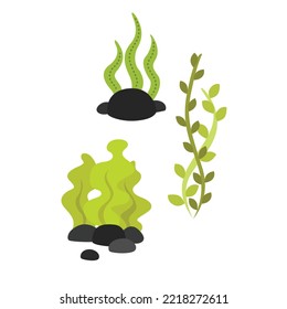 Coral and Undewater Plants Illustration Vector Clipart