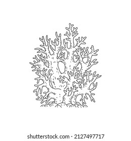 Coral. Vector coralline reef ocean animal underwater life doodle black white line isolated illustration.