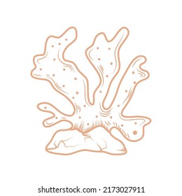 icono del vector de coral aislado