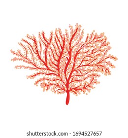 Coral vector icon.Cartoon vector icon isolated on white background coral.