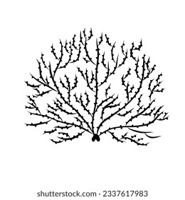 Coral Vector Illustration in Doodle Style
