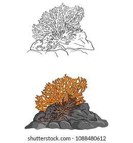 coral vector illustration sketch doodle hand drawn with black lines isolated on white background