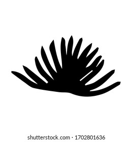 Coral vector sketch, version 6