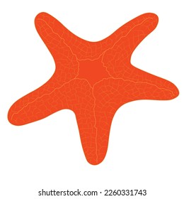 Coral-colored starfish. Vector stock illustration.  Natural marine and aquarium elements, water decor objects. For design sea and beach theme. Isolated on a white background