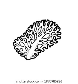 Corall coloring book linear drawing isolated on white background