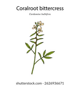 Coralroot bittercress or coral root (Cardamine bulbifera), medicinal and edible plant. Hand drawn botanical vector illustration