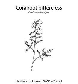Coralroot bittercress or coral root (Cardamine bulbifera), medicinal and edible plant. Hand drawn botanical vector illustration
