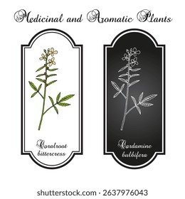 Coralroot bittercress or coral root (Cardamine bulbifera), medicinal and edible plant. Hand drawn botanical vector illustration