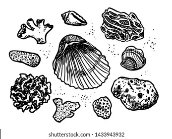 Corals and cockleshells hand drawn pen and ink doodle vector illustration. Beach combing, tropical resort getaway, summer vacation, marine life, nautical theme design element set.