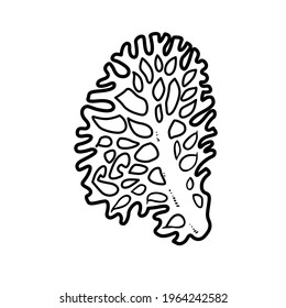 Corals coloring book linear drawing isolated on white background