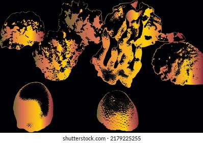 Corals grange background of black. Vector illustration of the ocean fauna. Aquariums and Oceariums. Corals and algae on the bottom.