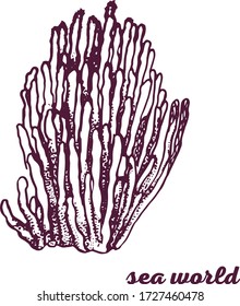corales, ilustración vectorial de dibujo a mano aislada en fondo blanco