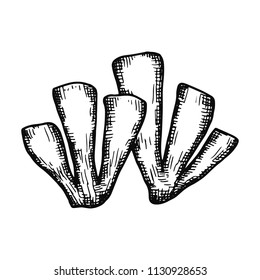 corals hand drawing vector isolated. sea creatures.