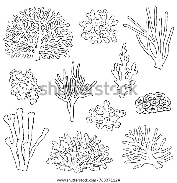 サンゴの手描きのイラスト 白い背景に海の植物とサンゴ礁のエレメント