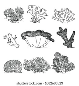 Corals hand drawn vector illustrations. Ocean plants and coral reef elements isolated on white background