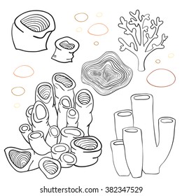 Corals isolated on white, vector illustration