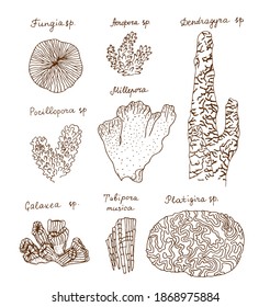 Corals with Latin text names (Acropora, Fungia, Dendrogira, Platigira, etc.). Hand drawing black realistic outline vector image set.