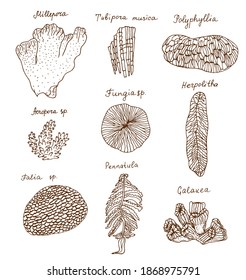 Corals with Latin text names. Hand drawing black realistic outline vector image set.